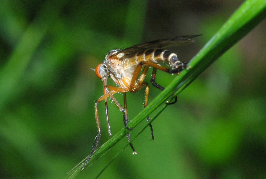 Empis (Xanthempis) trigramma Wiedemann, 1822